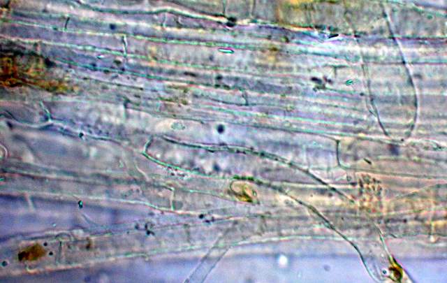 Galerina spec.  Cod. DSCN 5061